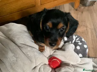 Mixed Breed dogs Yorkshire terrier x puppies - Advert 4