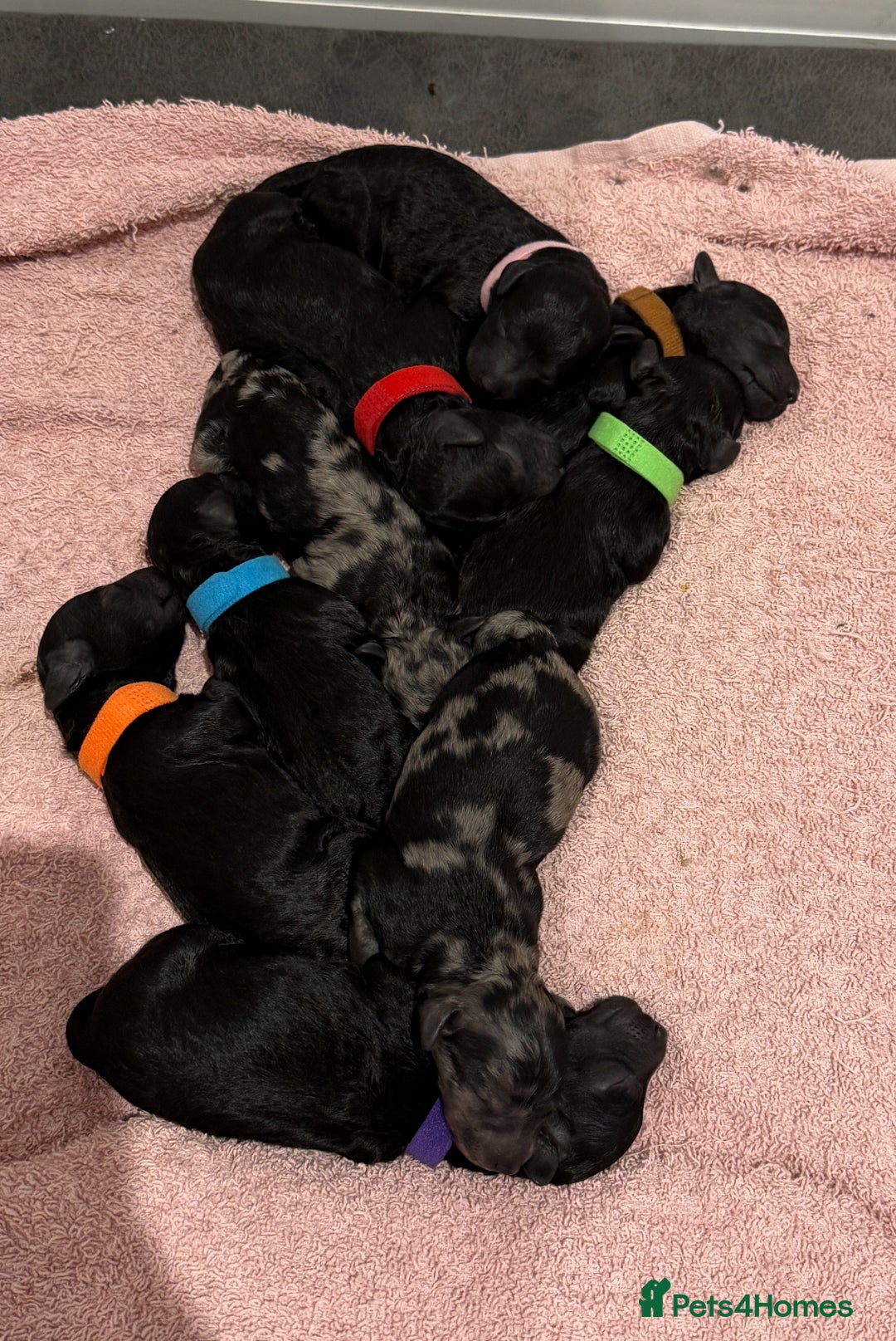 Labradoodle dogs for sale: Stunning F1bb miniature labradoodle puppies - Image 2