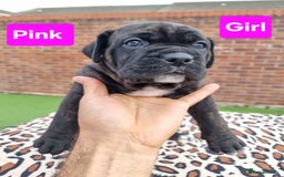Cane Corso dogs for sale: Pedigree Cane Corso Puppies  - Image 21