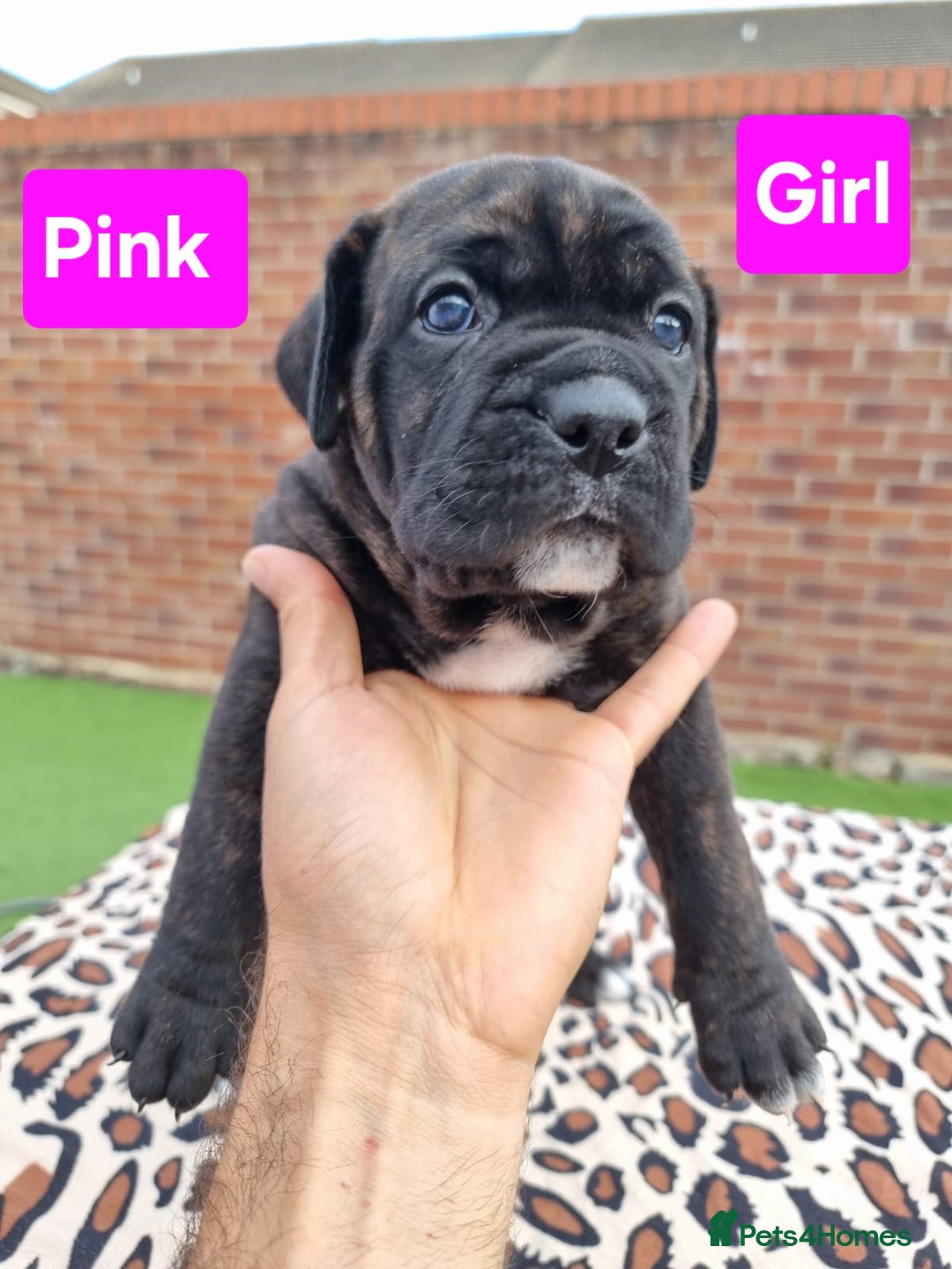 Cane Corso dogs for sale: Pedigree Cane Corso Puppies  - Image 21