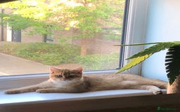 British Shorthair cats for sale: GOlD BRITISH SHORTHAIR KITTENS FOR SALE - Image 12