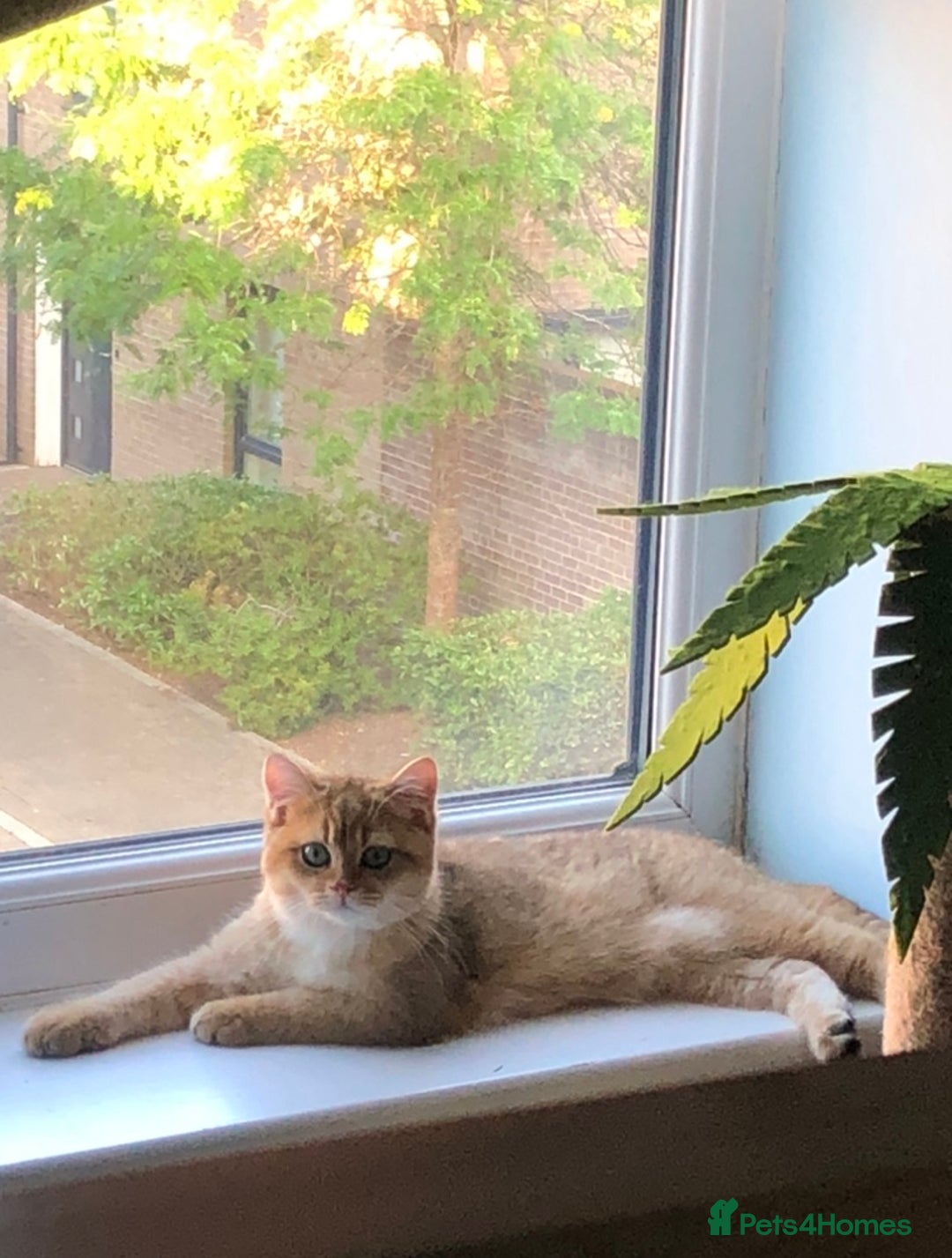 British Shorthair cats for sale: GOlD BRITISH SHORTHAIR KITTENS FOR SALE - Image 12