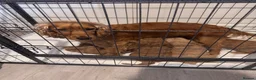 Cockapoo dogs for sale: 3 males and 3 females - Advert 13