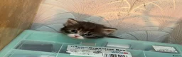 Mixed Breed cats for sale: Adorable Fluffy Kittens for Sale 6-8 in Nottingham - Advert 21
