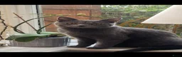 Russian Blue cats for sale: Russian blue  1 year-old girl for sale - Advert 3