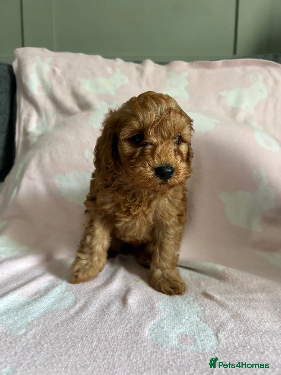 Cockapoo dogs for sale: Toy Cockapoo puppies - ready now - Advert 2