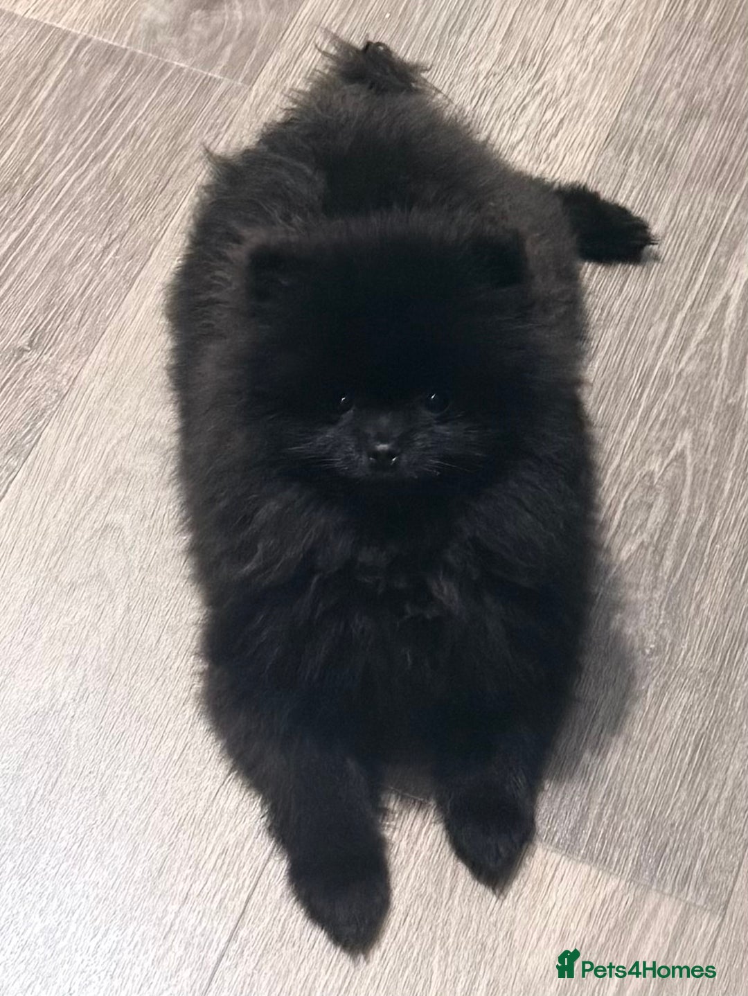 Pomeranian dogs for sale: Beautiful Pomeranians for sale  - Advert 6