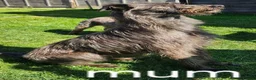 Mixed Breed dogs for sale: Deerhound Greyhound Collie/ Bedlington  in Shrewsbury - Advert 3