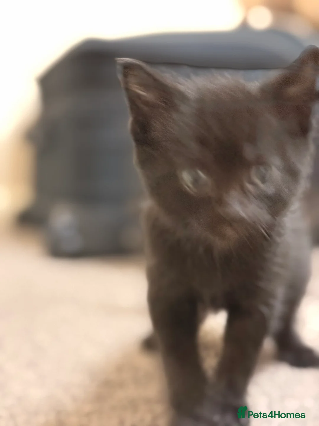 Mixed Breed cats for sale: 2 litters of kittens! Bengal cross tabby.  in Bromley - Advert 12