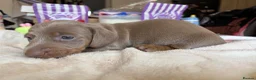 Miniature Dachshund dogs for sale: Beautiful miniature dachshund puppies  - Advert 6