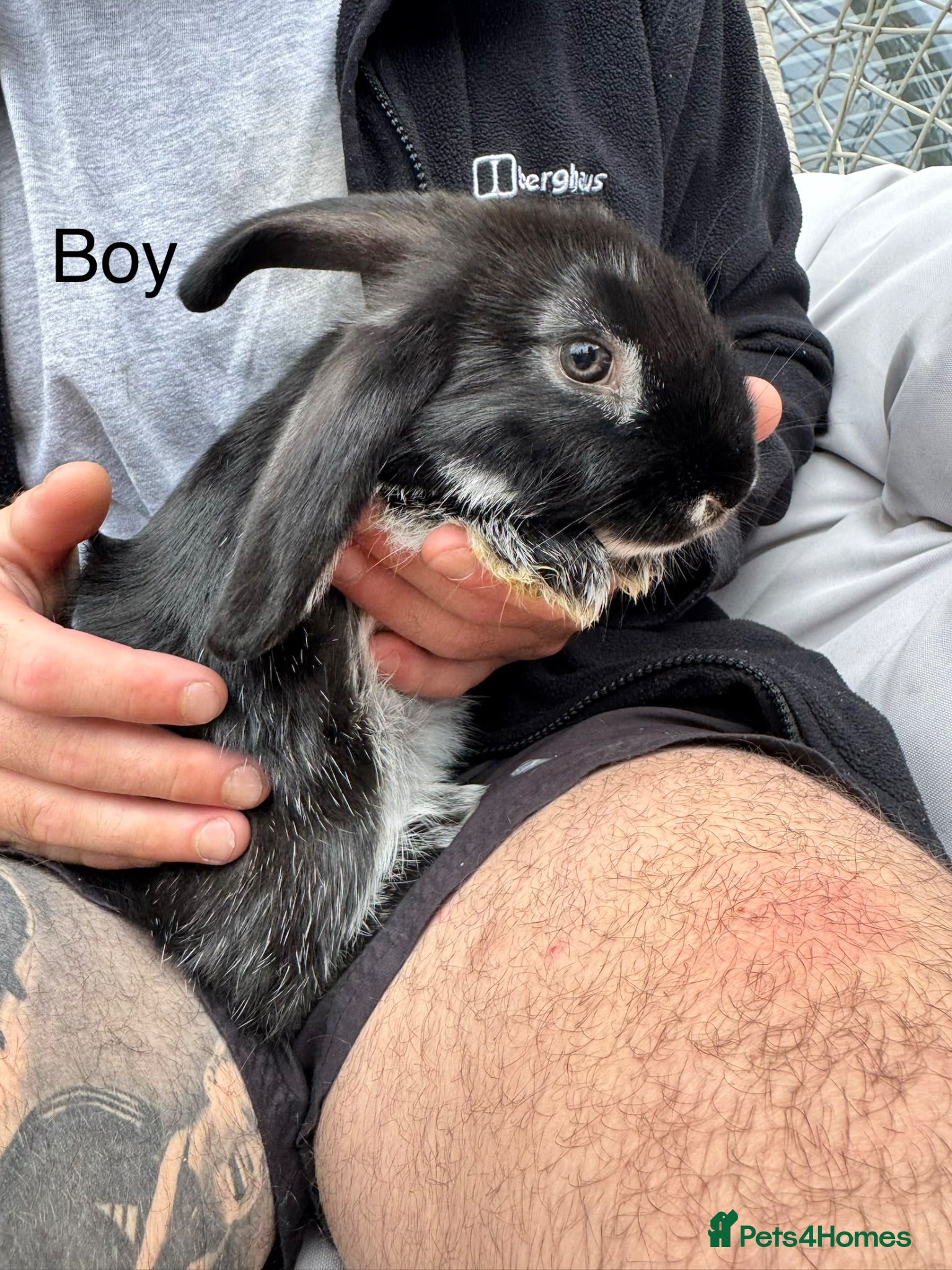 French Lop rabbits Ready now Baby French lops - Advert 7
