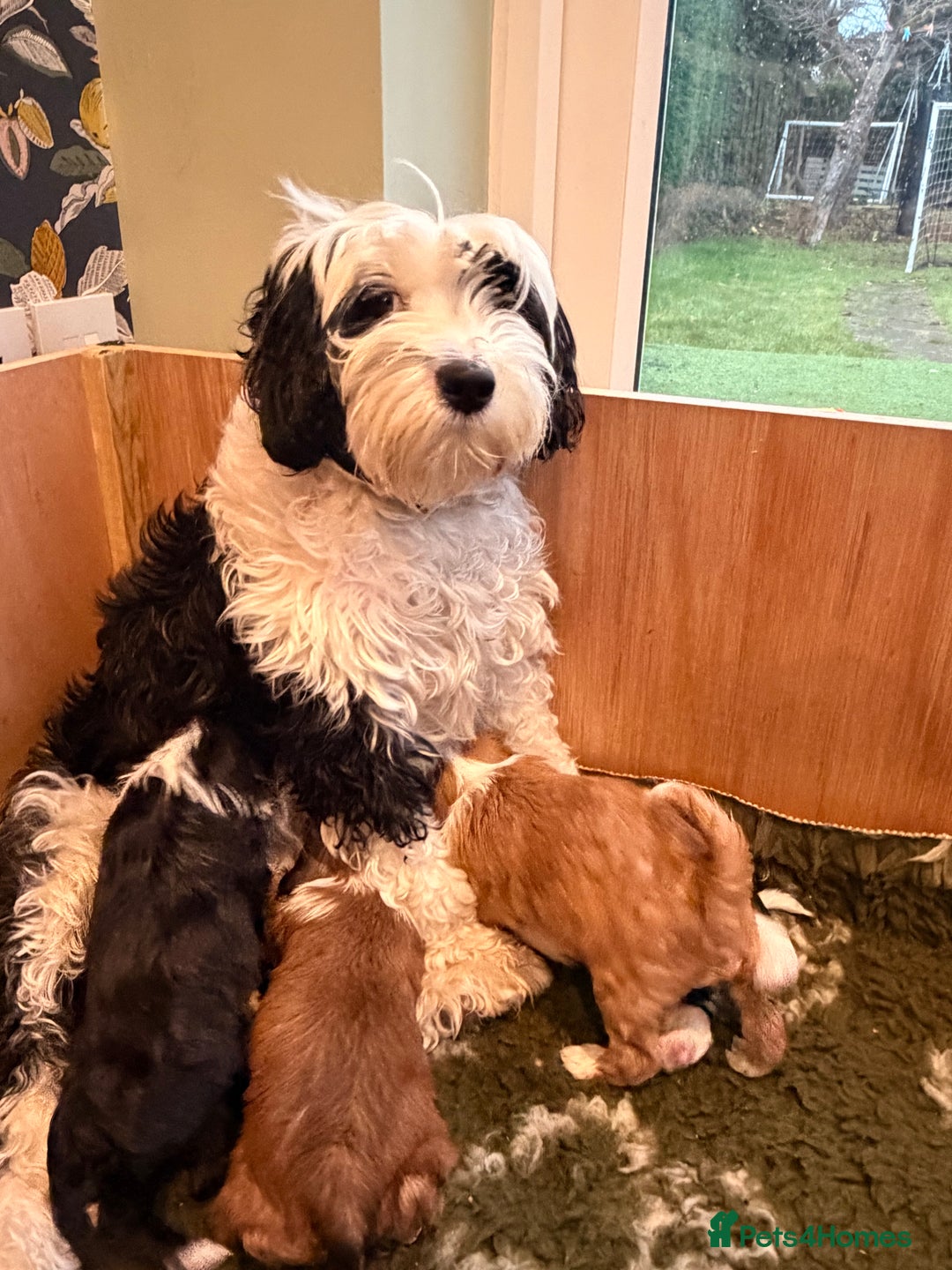 Tibetan Terrier dogs for sale: Beautiful Tibetan Terriers - Advert 9