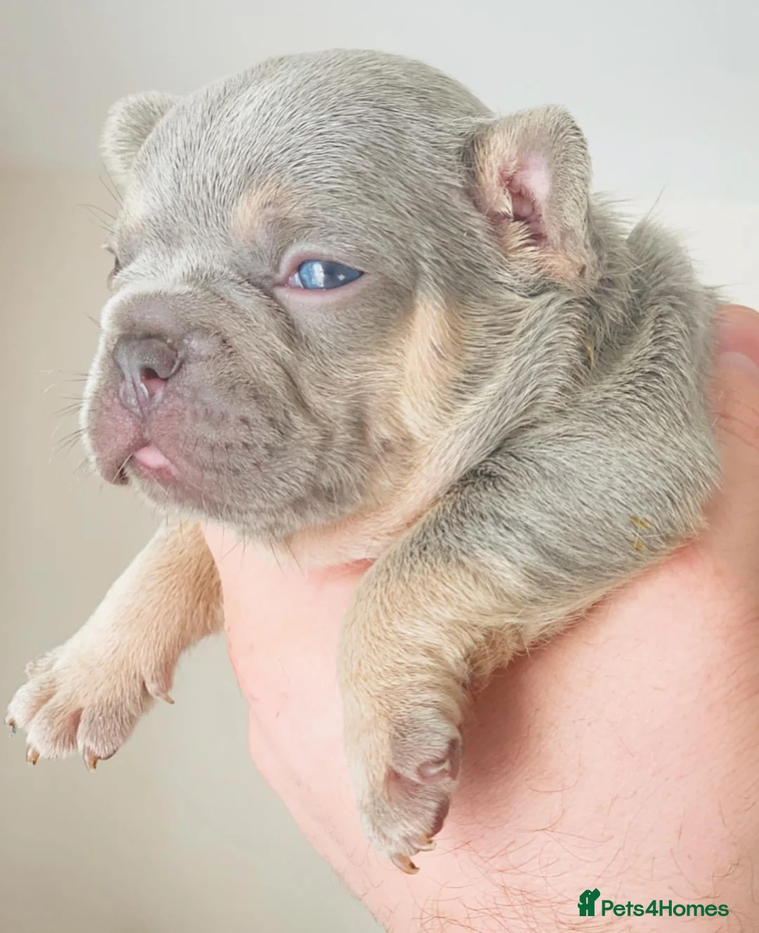 French Bulldog dogs for stud: BEAUTIFUL LILAC AND TAN FRENCH BULLDOG in Sunderland - Advert 37