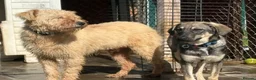 Mixed Breed dogs for adoption: Rolo - Norwich Norfolk  - Advert 1