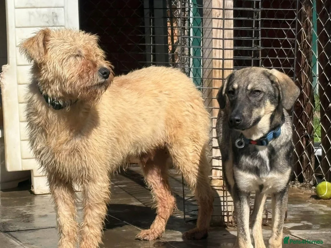 Mixed Breed dogs for adoption: Rolo - Norwich Norfolk  - Advert 1