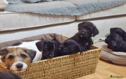 Jackapoo dogs for sale: Jackapoo - Image 9
