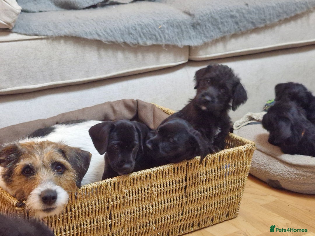 Jackapoo dogs for sale: Jackapoo - Image 9