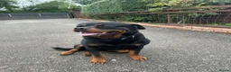 Rottweiler dogs for sale: Our Boy Mo Is Looking for His Forever Home - Advert 2