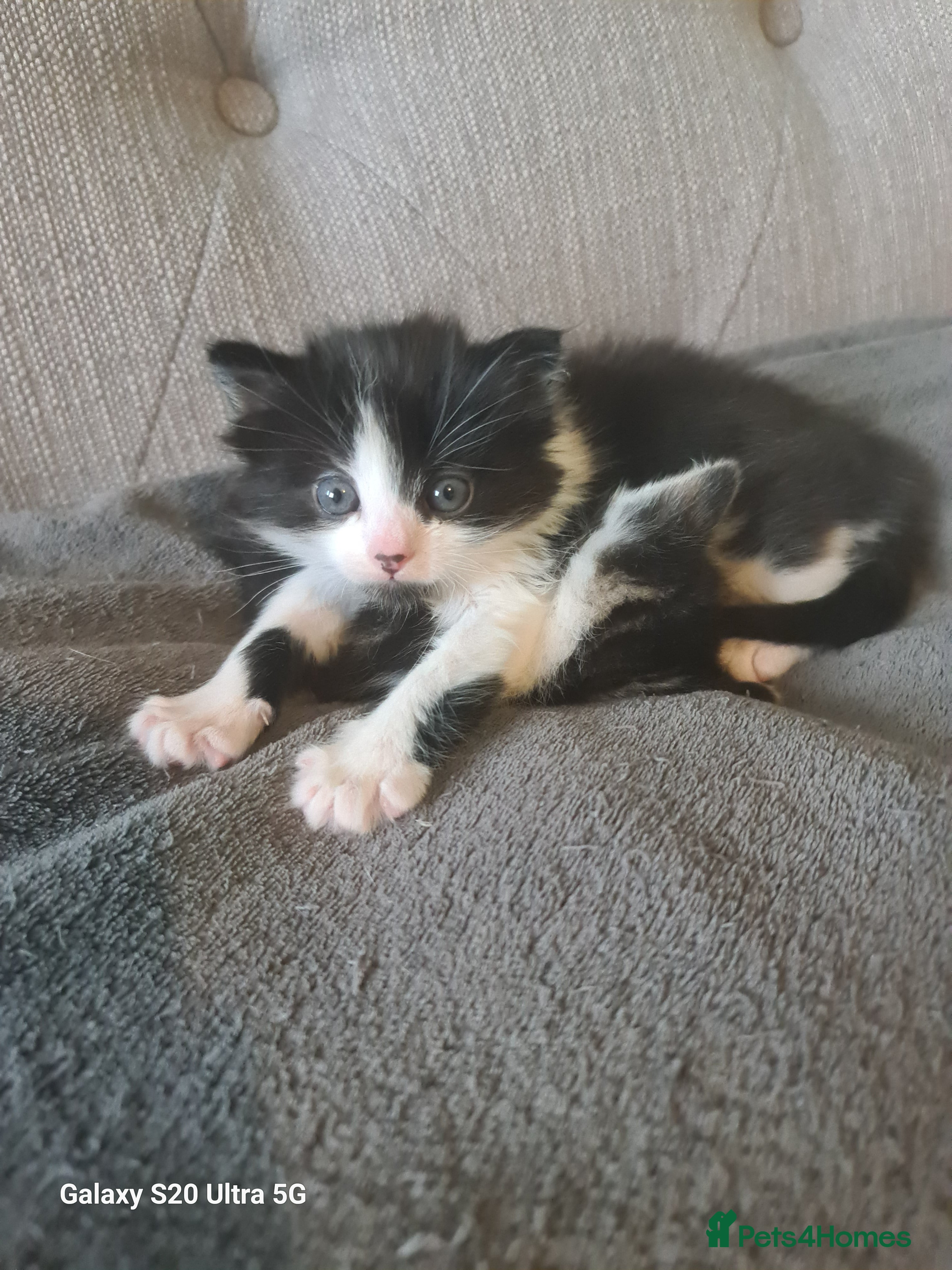 Siberian cats Kittens - Advert 5