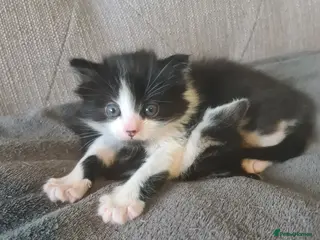 Siberian cats Kittens - Advert 5