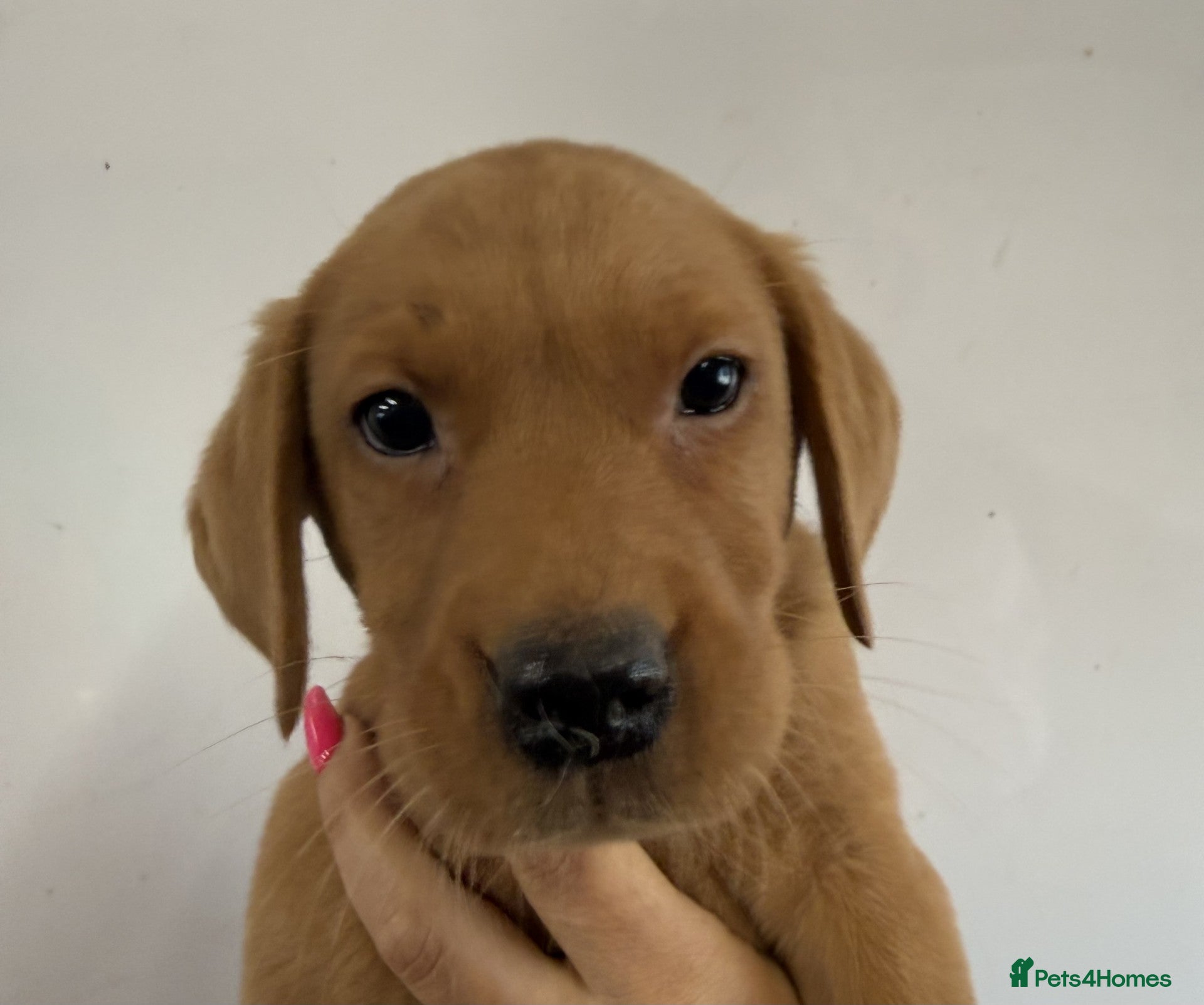 Labrador Retriever dogs Yellow Labrador Puppies For Sale - Advert 2
