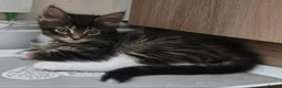 Maine Coon cats for sale: 3 Maine Coon kittens. - Advert 22