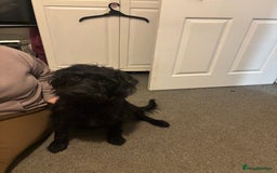 Mixed Breed dogs for sale: 2 female 3/4 jack russsel 1/4 cockapoo - Image 1