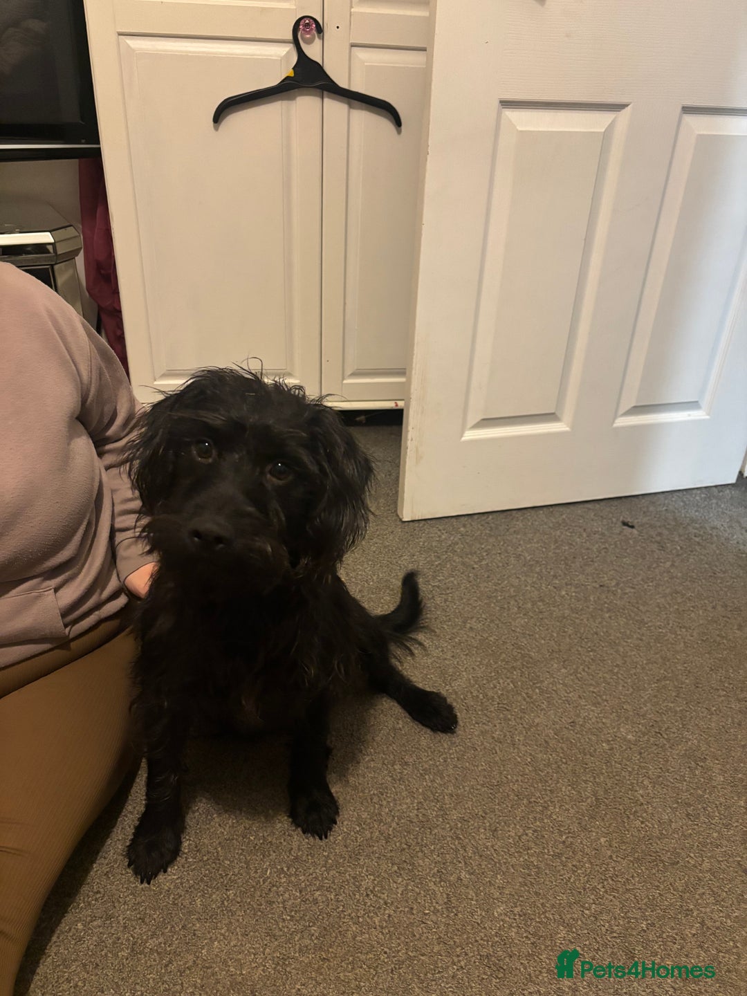 Mixed Breed dogs for sale: 2 female 3/4 jack russsel 1/4 cockapoo - Image 1