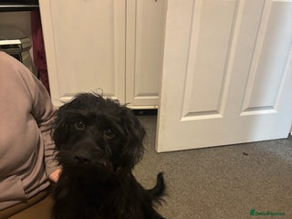 Mixed Breed dogs - Advert 4