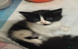 Maine Coon cats for sale: Adorable Maine Coon Mix Kittens for Sale! - Image 4