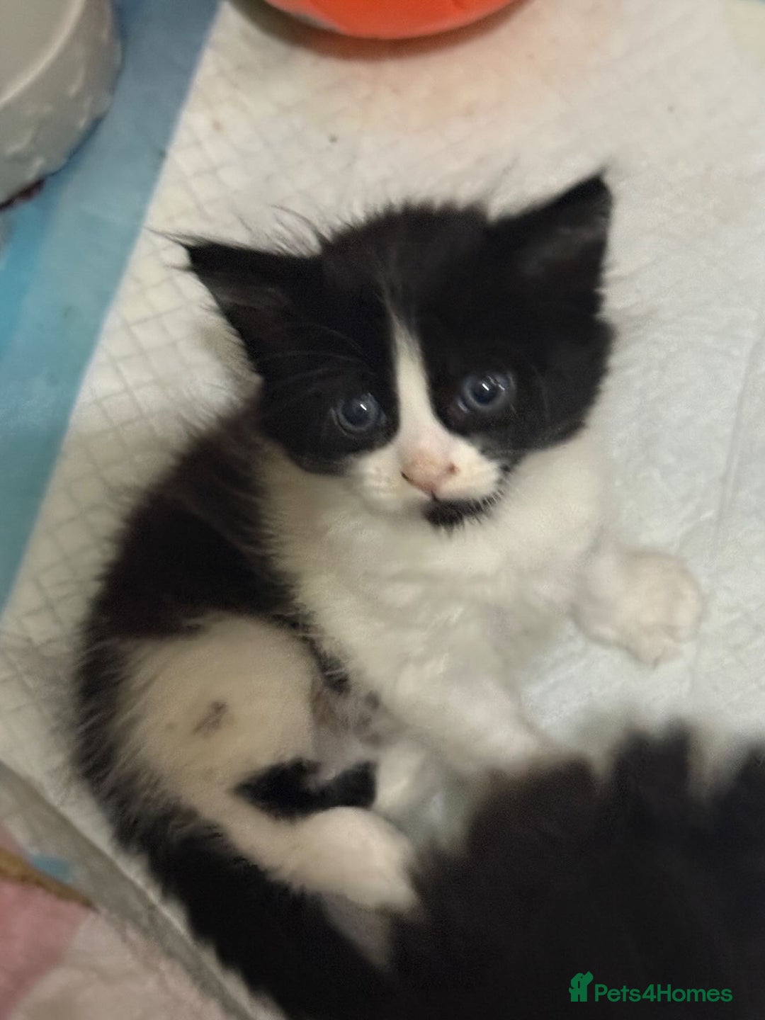Maine Coon cats for sale: Adorable Maine Coon Mix Kittens for Sale! - Image 4
