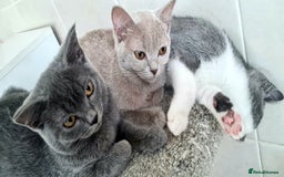 British Shorthair cats for sale: Beautiful Blue British, Lilac, Color point, Tabby  - Image 14