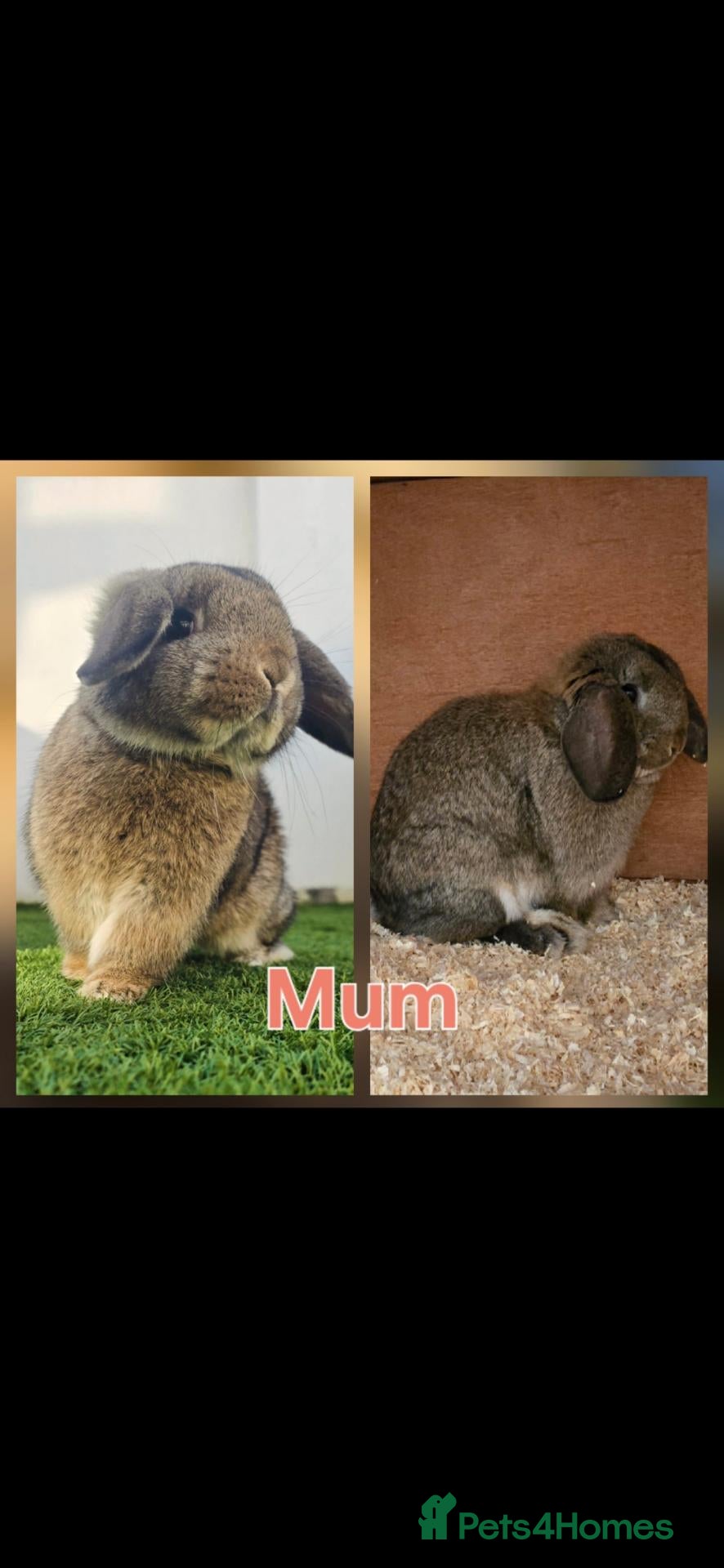 Mini Lop rabbits Beautiful Lop Bunnies Looking for Homes - Advert 14