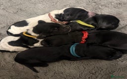 Cocker Spaniel dogs for sale: 🐾 🌼 Helianthmum Working Cocker Spaniels🌼 🐾 - Image 1