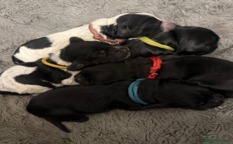 Cocker Spaniel dogs - Advert 14