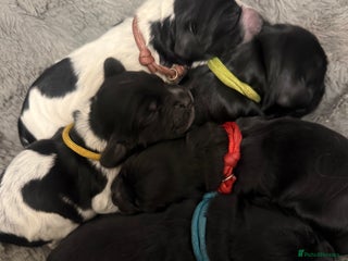 Cocker Spaniel dogs - Advert 3