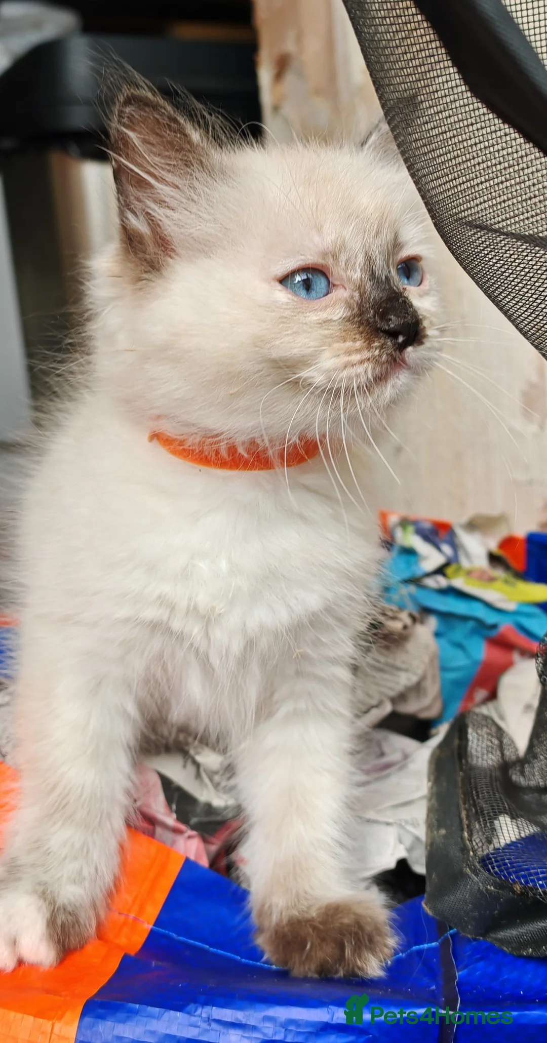 Ragdoll cats for sale: Kittens ready to new home  - Advert 2