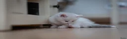 Ragdoll cats for sale: Beautiful Ragdoll Kittens Looking for Loving Home - Advert 8