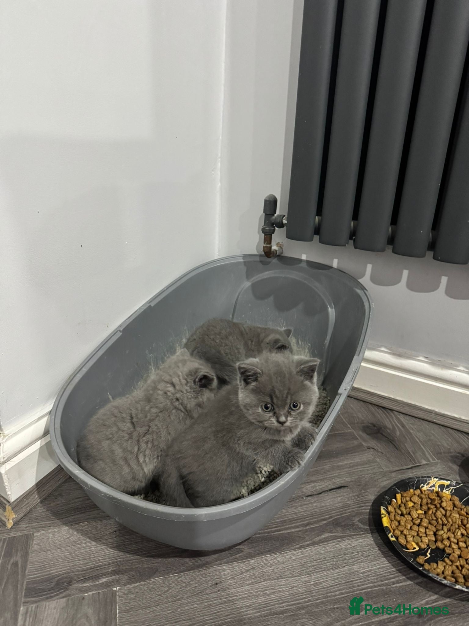 British Shorthair cats British short hair - Advert 1