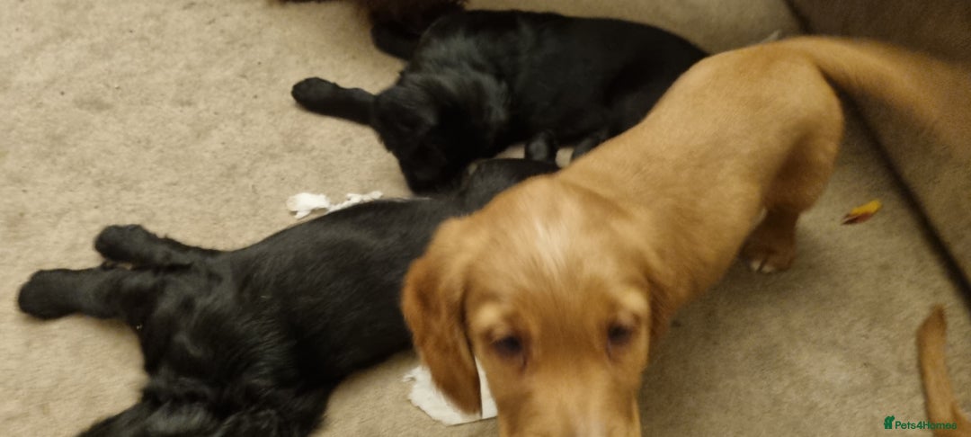 Mixed Breed dogs for sale: Ready for our forever homes - Advert 15