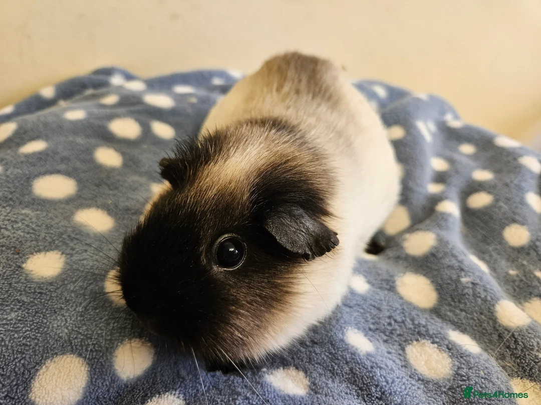 Guinea Pig rodents for sale: Adult female guinea pigs - single or possible pair - Advert 2