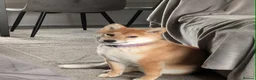 Japanese Shiba Inu dogs for sale: 8 month old Female Japanese Shiba Inu  - Advert 4