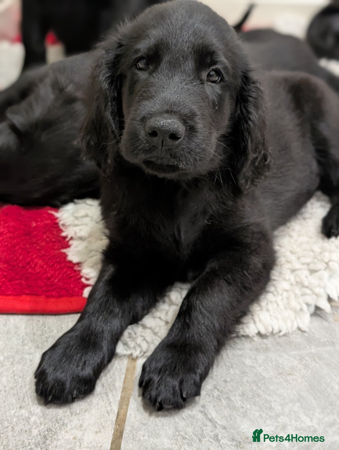Flat coated Retriever dogs for sale: READY NOW Flat Coated Retriever Puppies - Image 15
