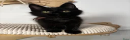 Maine Coon cats for sale: 3 Adorable female maine coon kittens  - Advert 5