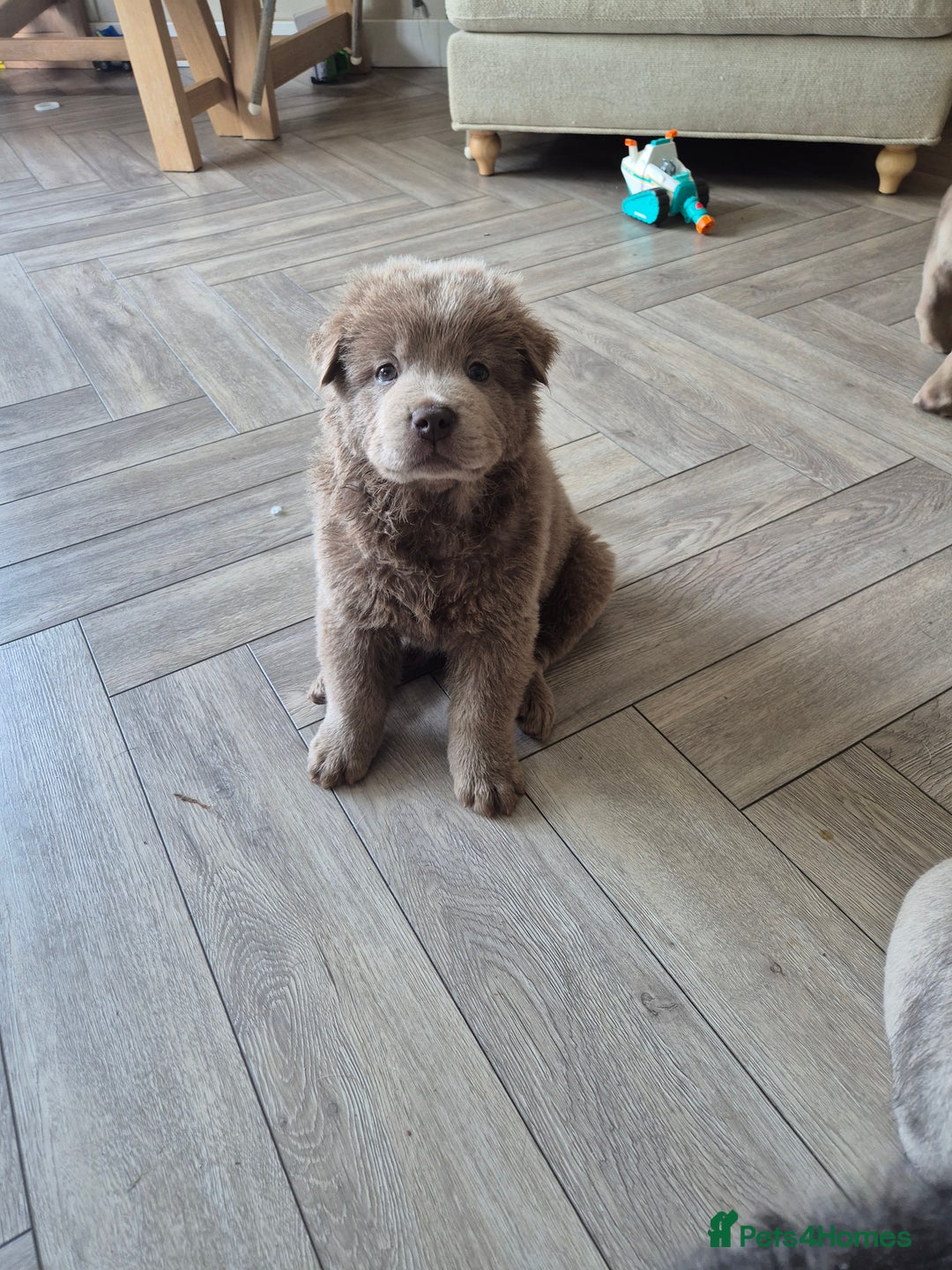 Mixed Breed dogs for sale: Chowxfrenchie Ready for new homes** - Image 20
