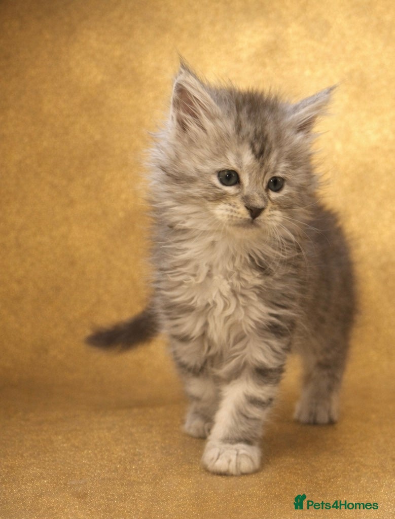 Maine Coon cats Champion Line Maine Coon Kittens Ready Now - Advert 12
