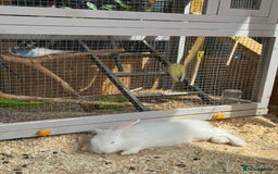 New Zealand rabbits for sale: 3 New Zealand White Rabbits, Ready to leave - Image 5