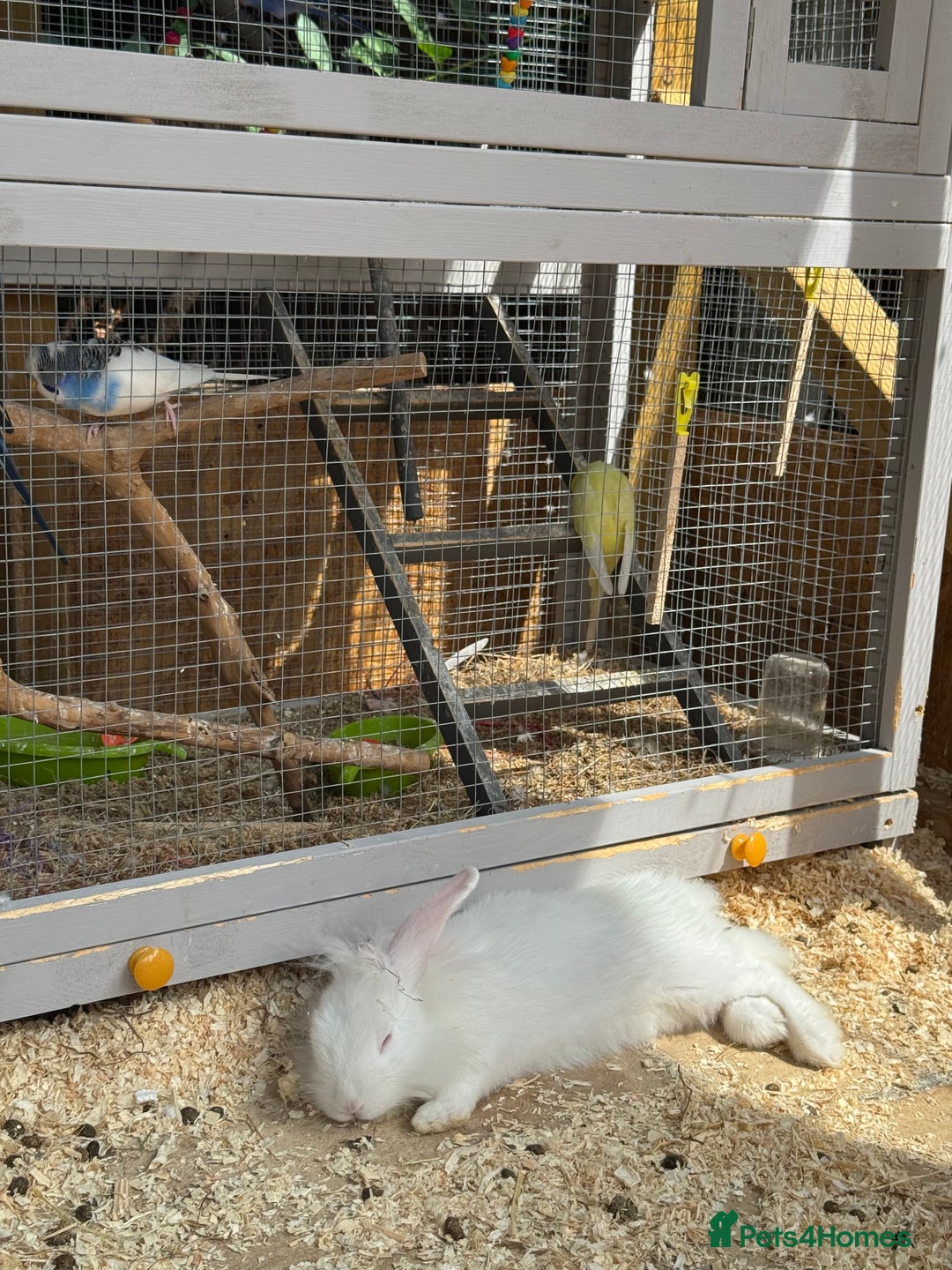 New Zealand rabbits for sale: 3 New Zealand White Rabbits, Ready to leave - Image 5