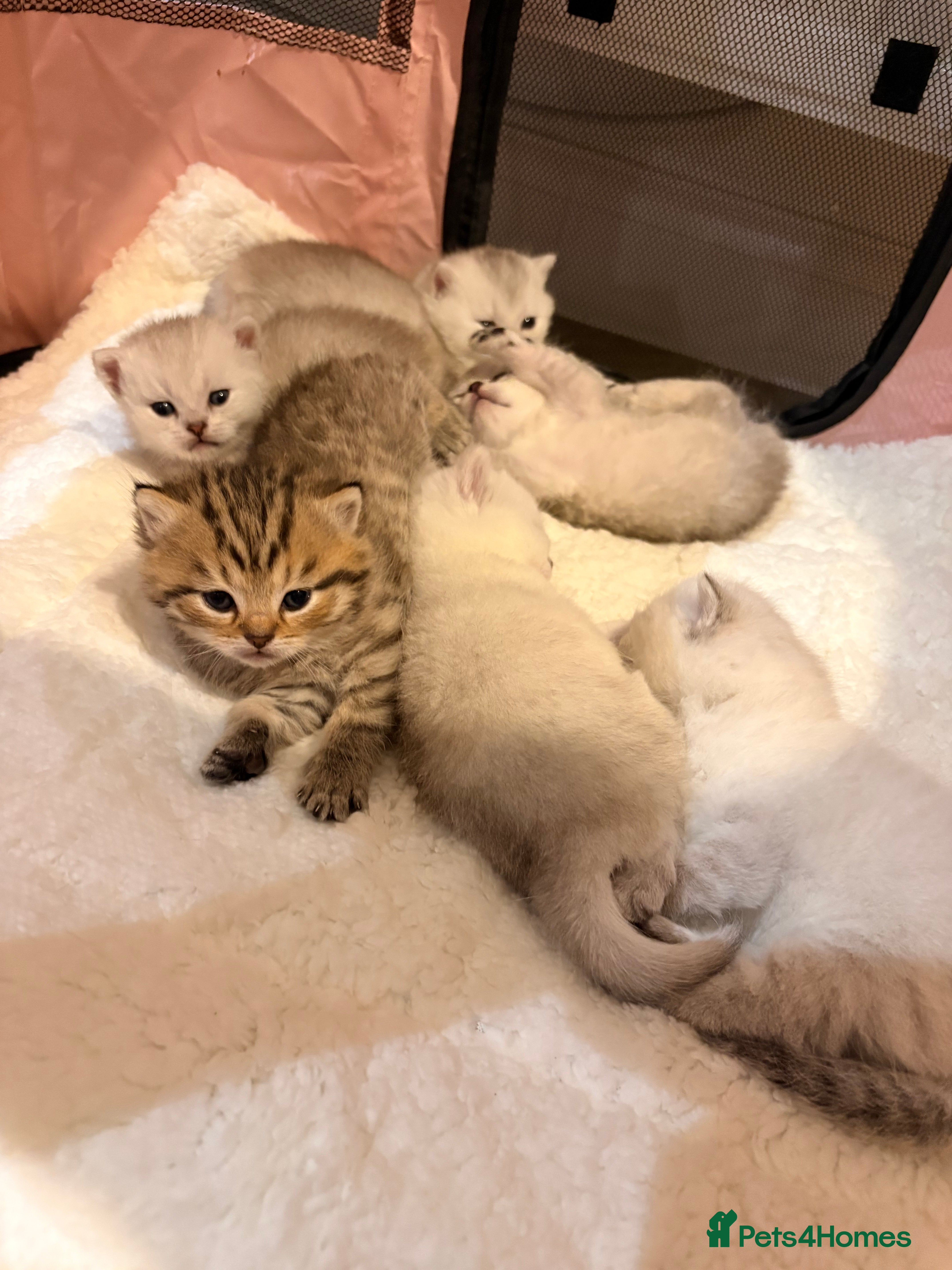 Scottish Fold cats 6 Scottish fold/Straight Kittens 🐾 - Advert 13