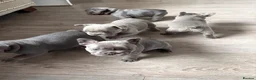 French Bulldog dogs for sale: aa blues lilacs  Frenchie pups  - Advert 19